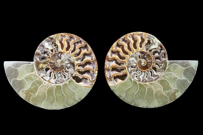 Bargain, Cut & Polished Ammonite Fossil - Madagascar #148019